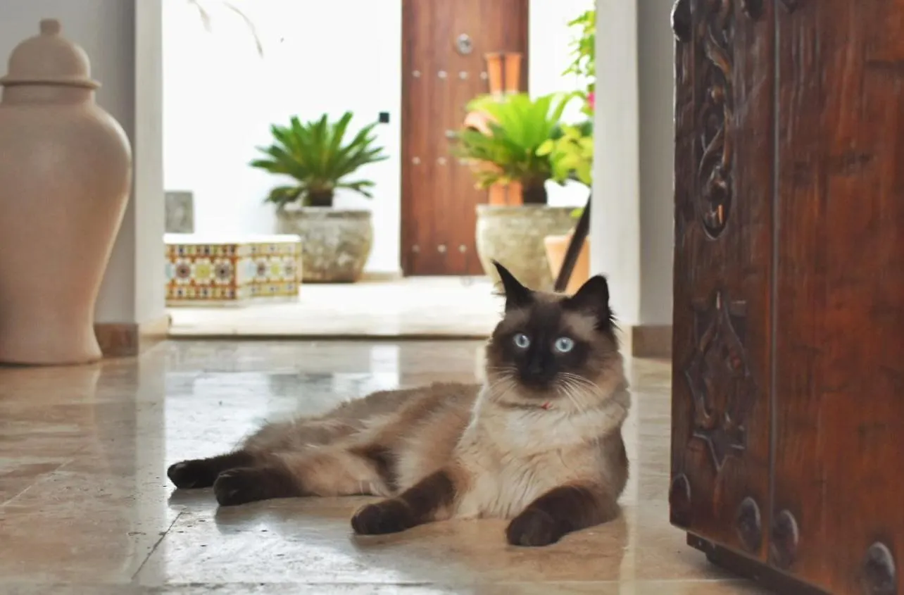 Marockansk riad La Casa De Mama Hotell Marbella